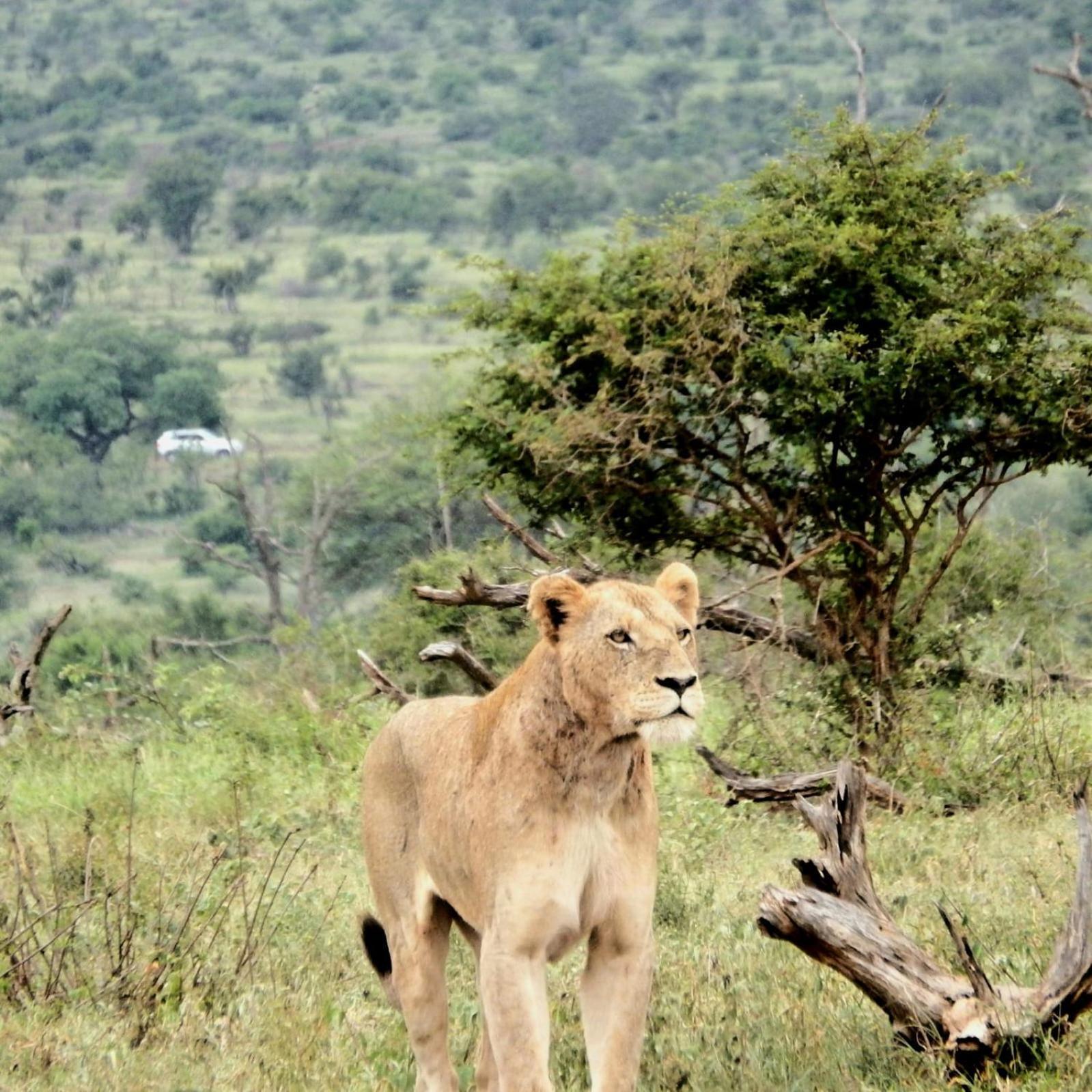 Wielewaal Bush Lodge Marloth Park Exterior photo